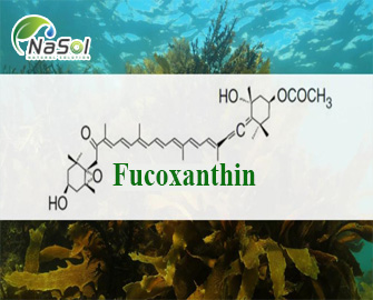 Tác dụng của Fucoxanthin  Tác dụng của Fucoxanthin
