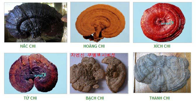 tác dụng của nấm linh chi
