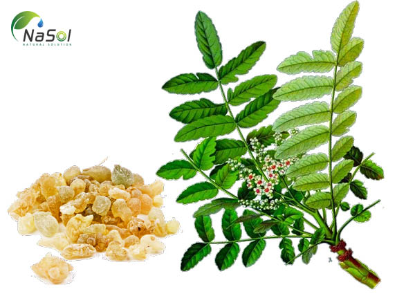 tác dụng của nhũ hương ấn độ