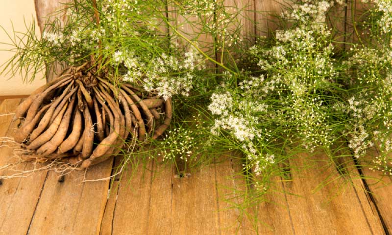 tác dụng của thiên môn chùm