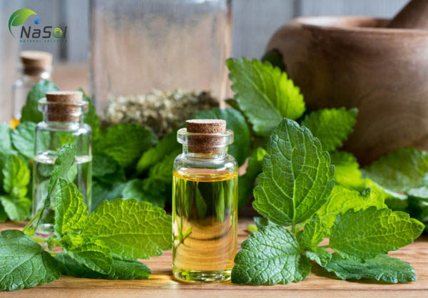 tác dụng của tía tô đất