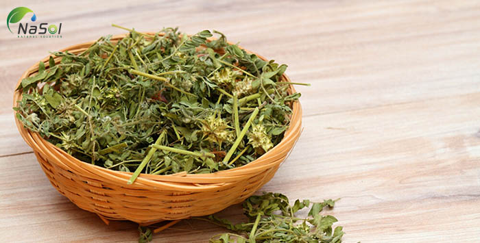 tác dụng phụ của bạch tật lê