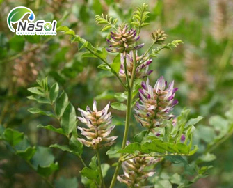 Tác dụng phụ của cam thảo