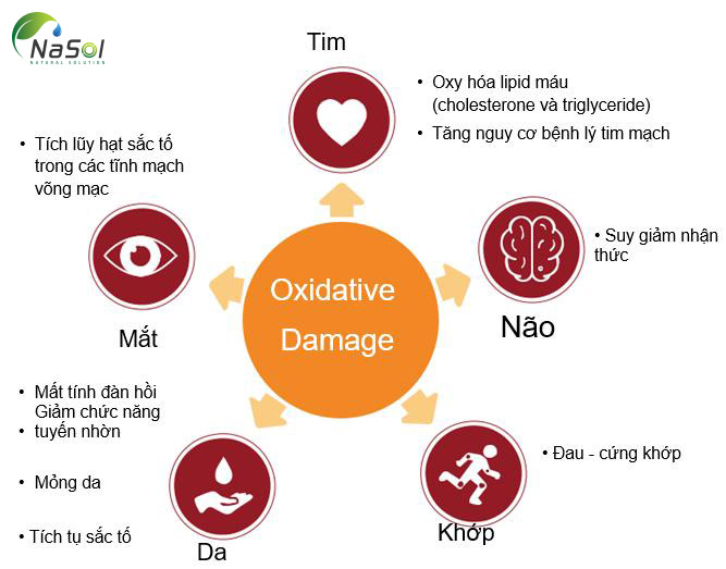 tác hại của oxy hóa lên sức khỏe