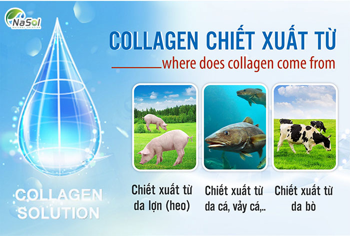 Các loại nguyên liệu collagen