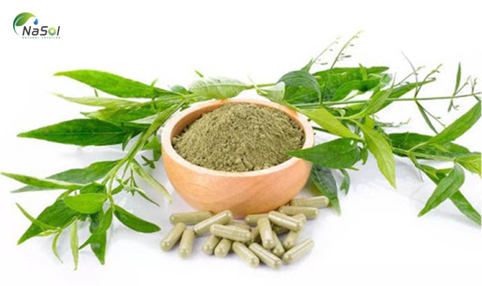 Bộ y tế đưa xuyên tâm liên vào điều trị Covid-19