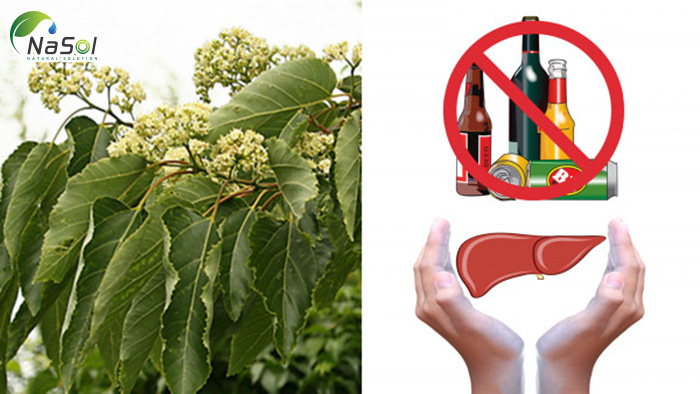 Cơ chế giải rượu của khúng khéng