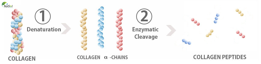 collagen peptide là một loại protein sợi có mặt trong lớp mô ngoại tế bào của các tế bào sống