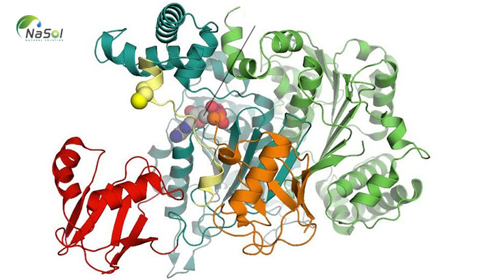 Enzyme tiêu hóa là gì