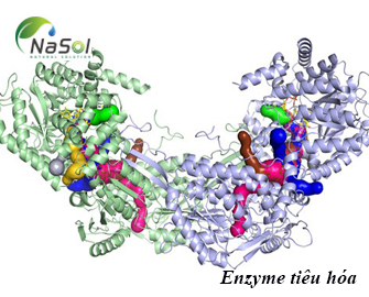 Enzyme tiêu hóa: phân loại, tác dụng và nguồn gốc