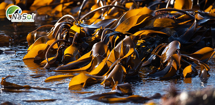 Fucoidan tác dụng, tác dụng phụ