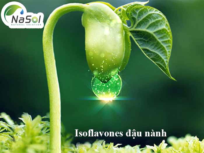 nguyên liệu Isoflavones đậu nành
