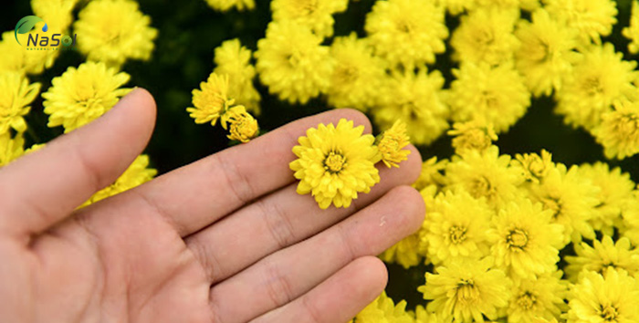 Kiki flower giàu Luteolin