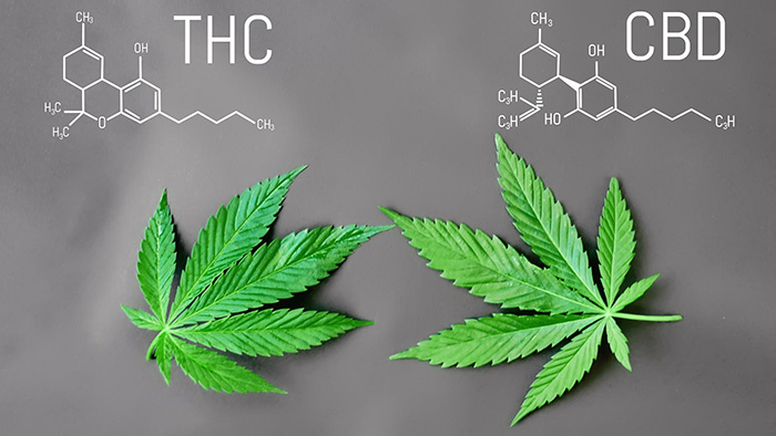 Levagen thay thế CBD sử dụng trong thể thao