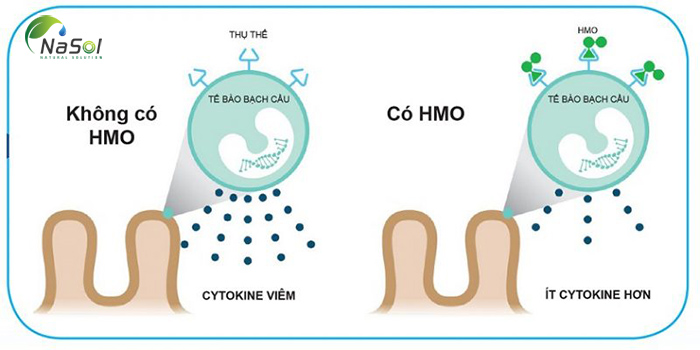 Neogos tăng cường sức đề kháng chống Covid