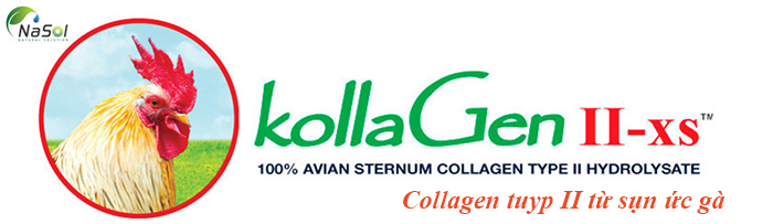 Tác dụng collagen tuyp ii từ ức gà