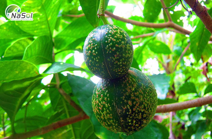 Tác dụng của Voacanga