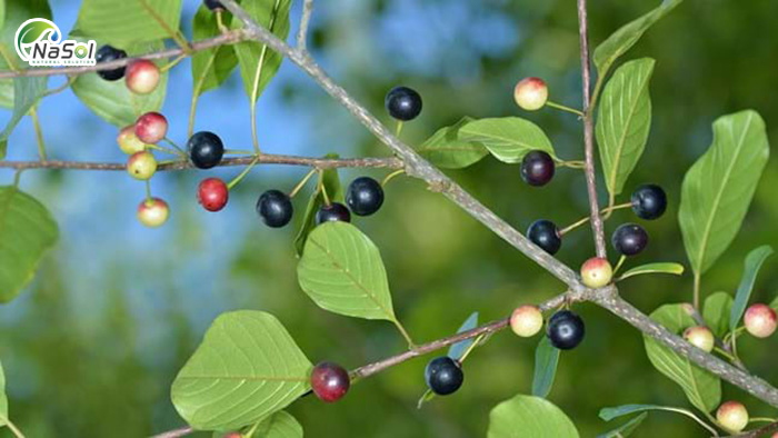 Buckthorn bark là gì