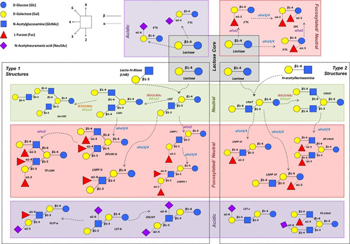 Thành phần HMO trong sữa mẹ