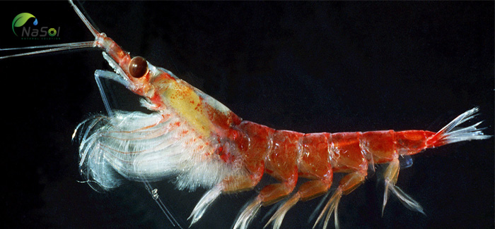 Thành phần dầu nhuyễn thể