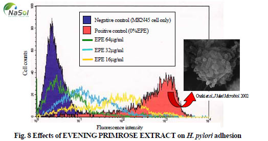 Tám ảnh hưởng của chiết xuất hoa anh thảo lên vi khuẩn H.polyri)