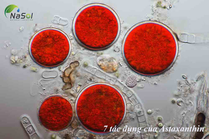tác dụng của Astaxanthin