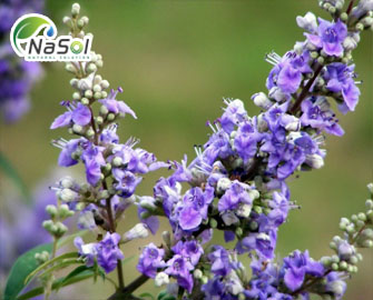 Ba cơ chế tác động giúp cân bằng hormone của Chasteberry - Nguyên liệu Nasol Ba cơ chế tác động giúp cân bằng hormone của Chasteberry - Nguyên liệu Nasol