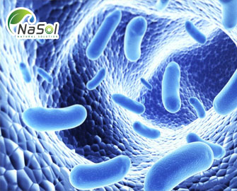 Ba nguyên tắc chính giúp cân bằng hệ vi khuẩn đường ruột Ba nguyên tắc chính giúp cân bằng hệ vi khuẩn đường ruột