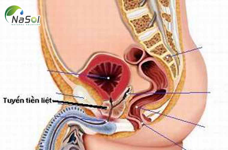 Tuyến tiền liệt
