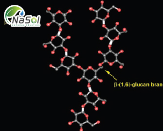 Beta-glucan và tác dụng với sức khỏe con người