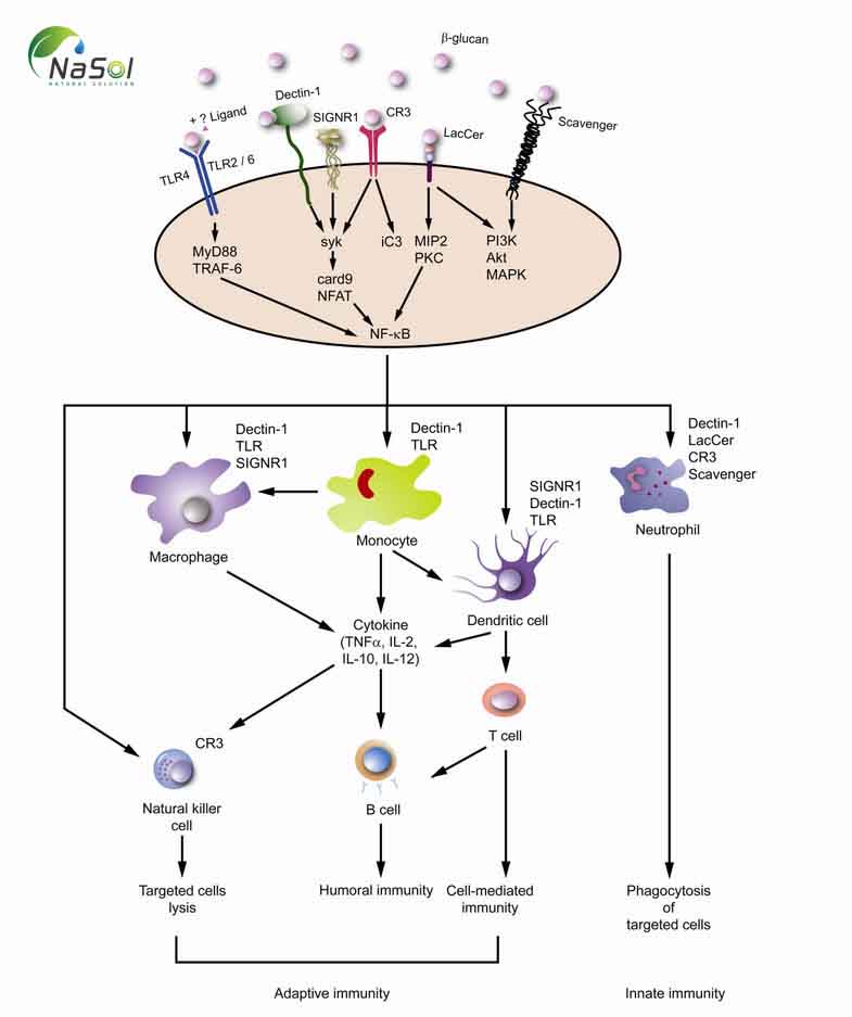 nguyên liệu beta-glucan