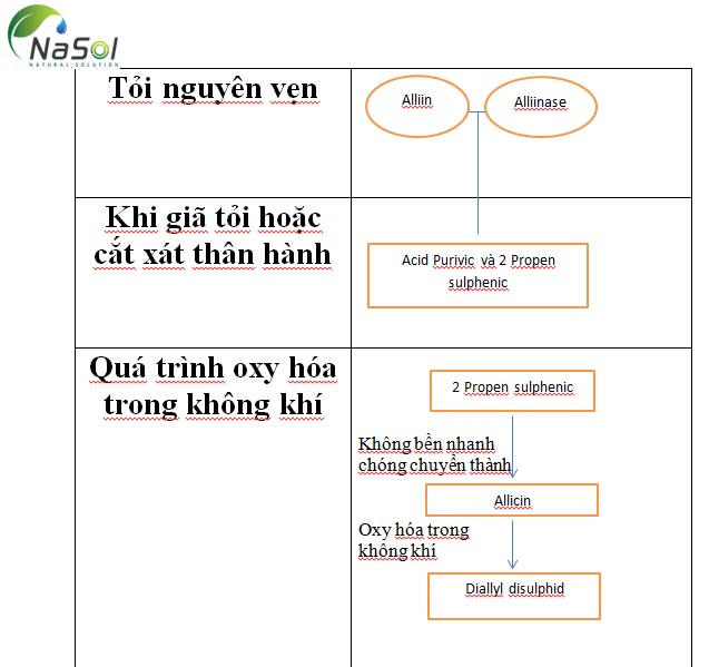 Những biến đổi các hoạt chất khi tỏi bị oxy hóa