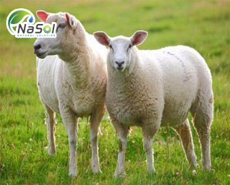 Bốn tác dụng làm đẹp của Nhau thai cừu  Bốn tác dụng làm đẹp của Nhau thai cừu