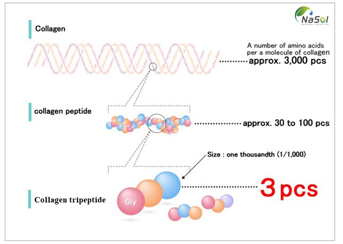 Các loại collagen theo độ dài mạch