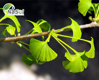 Cao bạch quả - Công dụng và ứng dụng trong sản phẩm chăm sóc sức khỏe Cao bạch quả - Công dụng và ứng dụng trong sản phẩm chăm sóc sức khỏe