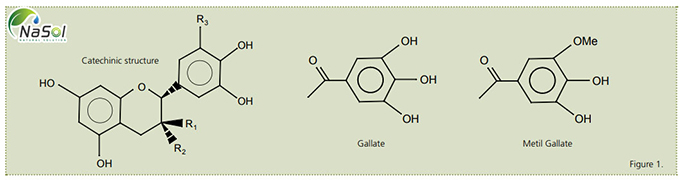 Cấu trúc thành phần trong chiết xuất trà xanh