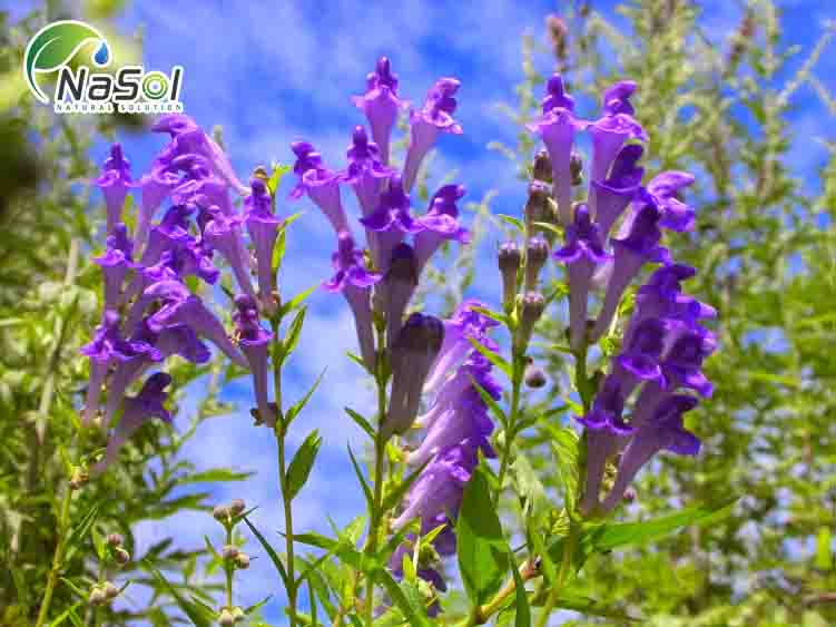 Hỗn hợp của chiết xuất từ rễ cây Hoàng cầm