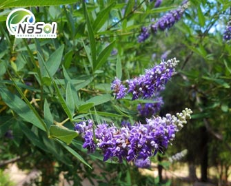 Chasteberry (Trinh nữ châu âu)- thảo dược vàng giúp cân bằng nội tiết tố nữ  Chasteberry (Trinh nữ châu âu)- thảo dược vàng giúp cân bằng nội tiết tố nữ