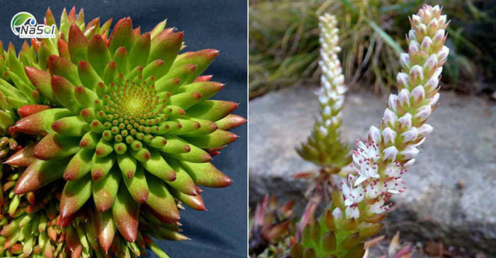 Chiết xuất Ngõa tùng