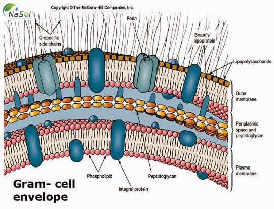 Chuỗi Peptidoglycan là các chuỗi lặp lại của hai loại đường là N-acetyl glucosamin và axít N-acetyl muramic