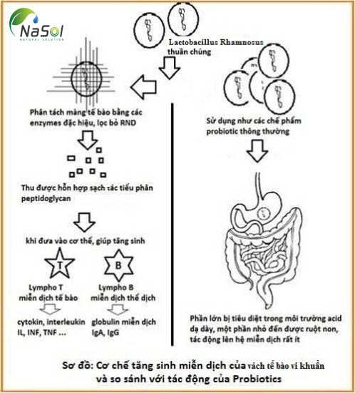 cơ chế hoạt động của nguyên liệu inmunecanmix