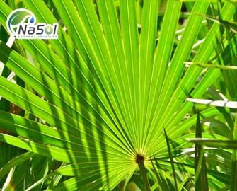 Cọ lùn (Saw palmetto) – liều dùng và các tác dụng phụ cần biết  Cọ lùn (Saw palmetto) – liều dùng và các tác dụng phụ cần biết