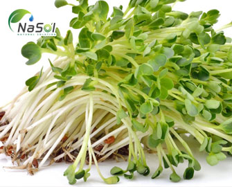 11 công dụng của chiết xuất bông cải xanh (broccoli sprout extract) 11 công dụng của chiết xuất bông cải xanh (broccoli sprout extract)