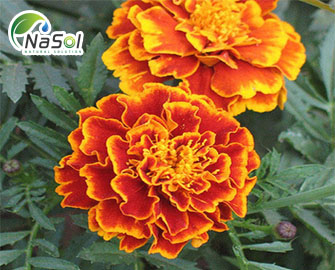  7  Công dụng của Hoa Cúc với sức khỏe con người 