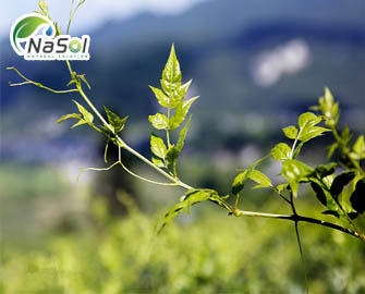 Công dụng tuyệt vời của Vine tea Công dụng tuyệt vời của Vine tea