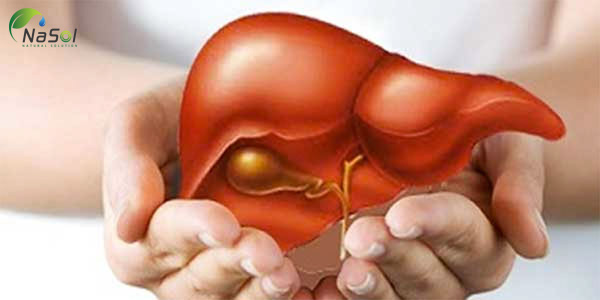 curcumin giúp tăng sản xuất mật dịch tiêu hóa trong khi cũng bảo vệ tế bào gan khỏi bị hư hại