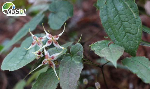 Dâm dương hoắc lá hình mác