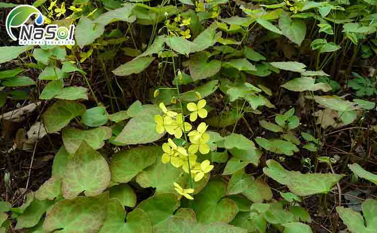 Dâm dương hoắc lá hình tim