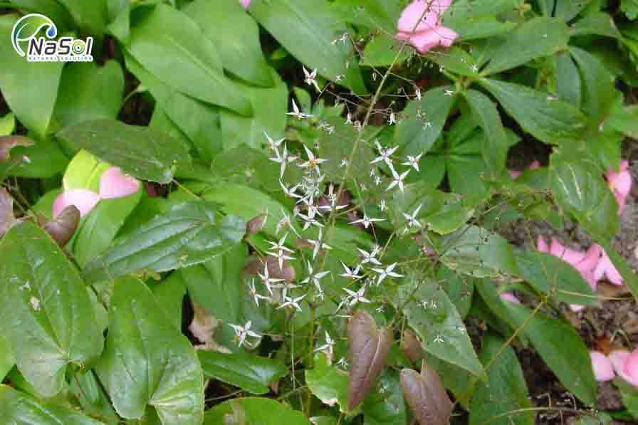 Dâm dương hoắc lông mềm