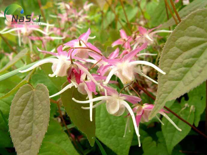 Dâm dương hoắc Triều tiên